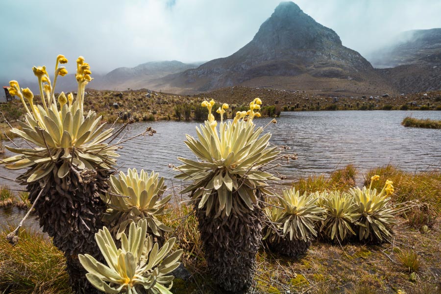 el frailejón y su importancia para el agua