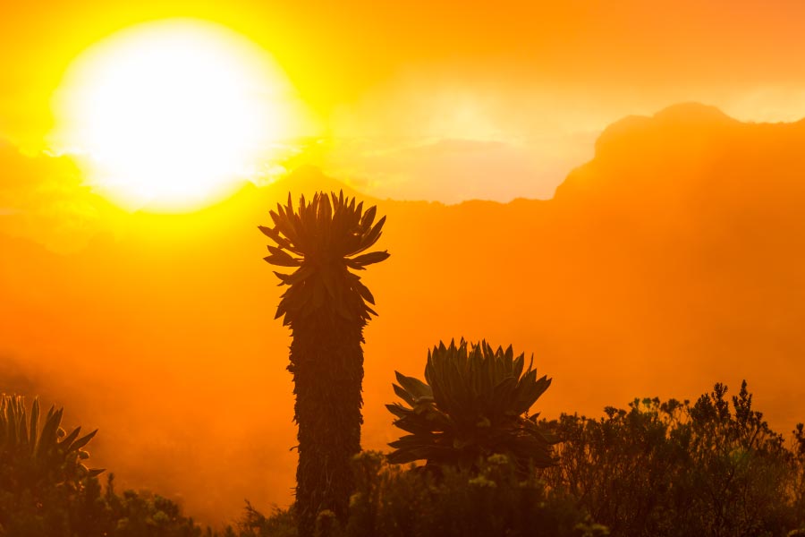 el frailejón y su importancia para el agua