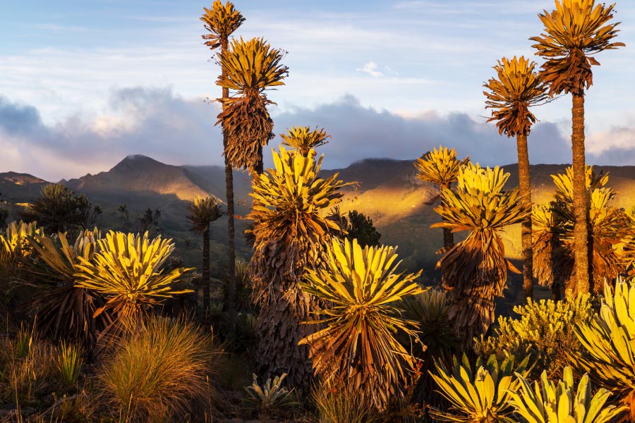 el frailejón y su importancia para el agua